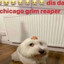 dis da chicago grim reaper