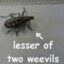 Lesser of Two Weevils