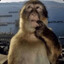 Ponderous Simian