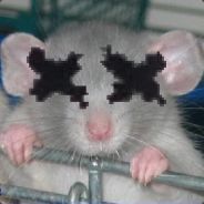 A dead rat - steam id 76561197967824884