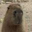 capybebra