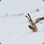 Rocket_bunny_v i am furry