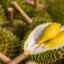 DurianFruit