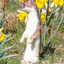 The Stoat™