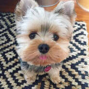 电脑玩家约克夏