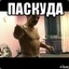 Паскуда