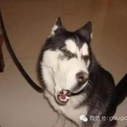 一条不会说话的哈士奇