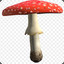 Amanita Muscaria