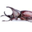 Rhinoceros Beetle