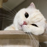 嘟 嘟嘟 嘟嘟嘟