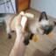 CatsDogo