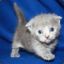a Kitten