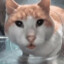 Sus cat