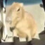 All Terrain Capybara