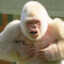 VanillaGorilla