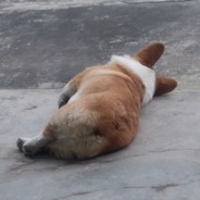 一开枪就知道老废物了