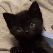 www