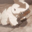 Appa