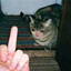 Cat sad no more MOOM