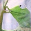 Kermit Po Ziole Matole