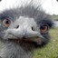 An Existential Emu