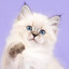 MeowOwO