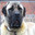 KANGAL-