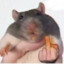 middle finger hamster