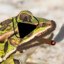 Punished_Frog