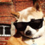 Cool Doge