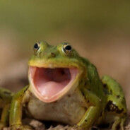 лягушонок Gorou