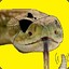 Rattled Snake