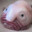 Pootato_Fish