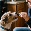 iFeedDogsChocolate