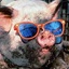 CoolPig
