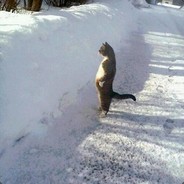 我有医保我先上