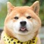 DOGE