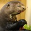 Disgusted_Otter