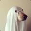 Ghost Dog