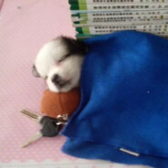 ___你太美？A只因.B鸡.C坤