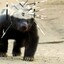 Honey Badger