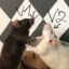 rat