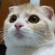 Rogue cat - steam id 76561197970949954