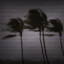 palmleafs