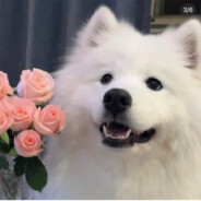 一万六千亩玫瑰