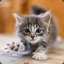 Miau