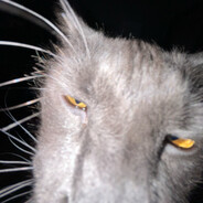Alphonse The Stanky
