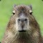 capybara