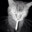 Catnip Enjoyer