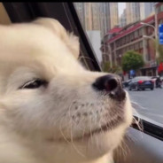 南村群童欺我老无力轮流与我发生性关系